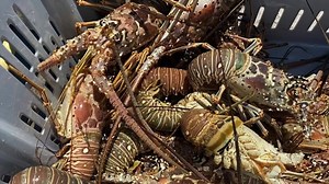 5.1K views · 309 reactions | FRESHLY CAUGHT LOBSTER! Here’s the hookup! Head over to Keys Fresh Seafood Market on Stock Island for the freshest lobster and fish you’ve ever seen! Open 10-4 daily. Bring a cooler and be sure to tell them Amber sent you!咽呂戀 | Key West Finest | Facebook