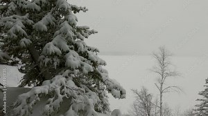 Snow covered pine trees