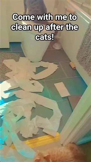 Help me clean up after the cats! #crazycats #cat #honeyandtaffy #kitten