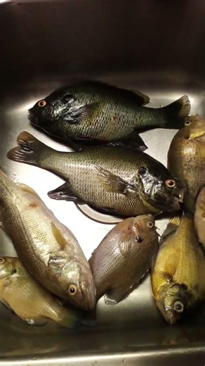 #fishing #bassfishing #shellcracker #letsgo