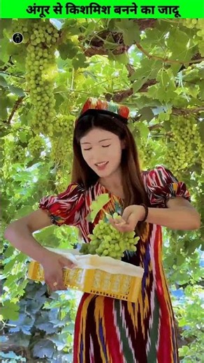 How are raisins made? The complete journey from grapes to raisins! 🍇