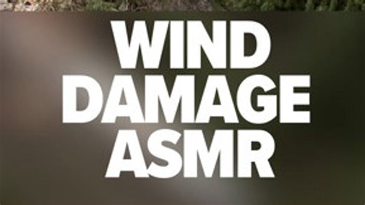 Evergreen wind damage recovery ASMR