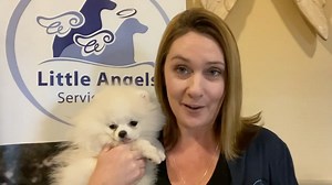 55 reactions · 12 comments | See how we are growing in 2023 | Little Angels Service Dogs | Facebook