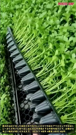 新鮮なセロリの苗をきれいに取り出す農作業の癒しシーン #agriculture #celery #farming #plants #greenery