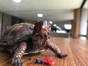 Join CNC Interpretive Naturalist Lindsey Harrell for lunchtime enrichment with CNC's Eastern Box Turtle. #cncmidland #turtlesofinstagram #boxturtle | Chippewa Nature Center