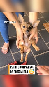 508K views · 6.1K reactions | Perrito con sensor de proximidad  #animales #perros #humor | Piénsalo | Facebook