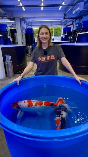 Lisa erklärt einen Showa 80 cm & einen Ginrin Showa 75 cm