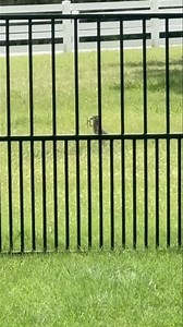 Our resident ranch roadrunner taking care of snakes on the property today 😬 | Lone Star Dog Ranch & Dog Ranch Rescue