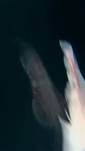 Spectral Vessels — The Ocean’s Dark Files on Instagram: "🌑🦈 Underwater Killers — The Ocean’s Real Monsters 💀🌊 These aren’t myths. They aren’t legends. They are alive — and perfectly adapted to kill. Far below the surface, where light disappears and pressure crushes steel, evolution creates creatures that look unreal… because survival demands it. 🖤 Pitch-Black Depths: No sunlight, no warning — only movement 🦷 Built to Kill: Massive jaws, needle teeth, ambush instincts 👁 Alien Design: Trans