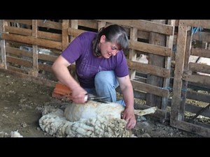 Κουρά προβάτων από μια δυναμική Ελατιώτισσα