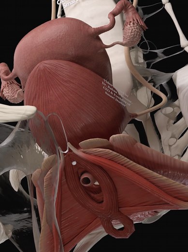 Exploring 3D Anatomy of the Female Pelvis