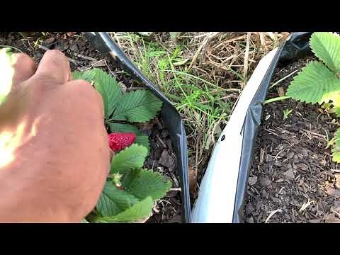 Using Bird Netting To Keep Rabbits Out Of The Fruit Or Vegetable Garden!