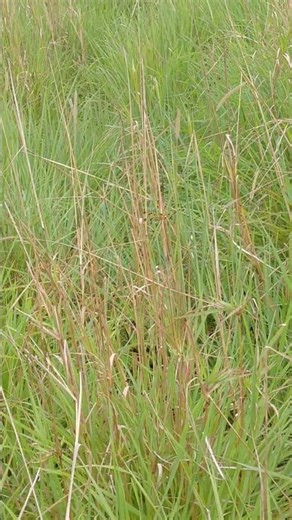 Graphic flutterer (Rhyothemis graphiptera)