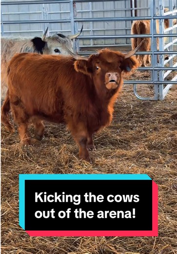 Kicking the cows out of the arena!🐮❄️ | katie van slyke