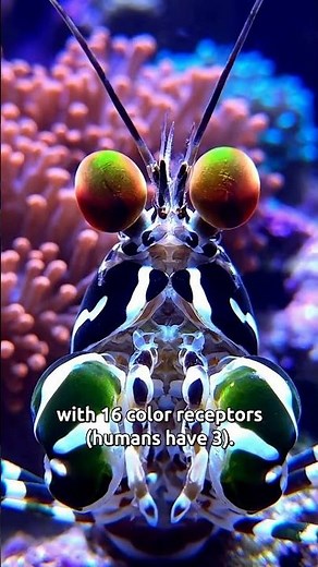 Mantis Shrimp's MIND-BLOWING Eyes!
