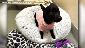 10-week-old Chihuahua found wandering near expressway finds forever home