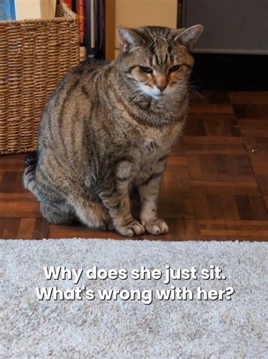 She's just standing there menacingly :/ #cat #cattok #goopy