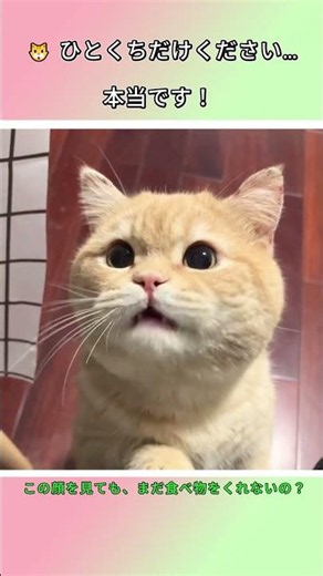 🥺 この顔を見ても、あげないなんてできる？ 😿#猫 #cat #子ネコ #可愛い #猫のいる暮らし