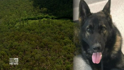 Search continues for missing police dog Quizz
