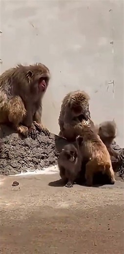 Little Monkey Chooses Violence! 🥊🐒 #punchthemonkey #monkey