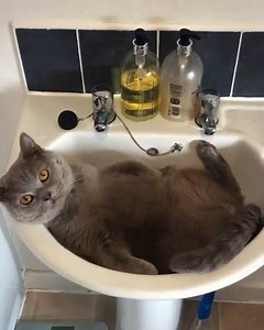 96K views · 2.9K reactions | Sorry Hooman, sink is out of use today, it’s bath time!  : instagram.com/bruceycat_ Join our group: Purrtacular | Purrtacular | Facebook