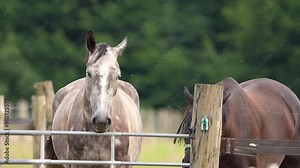 Portrait of a dappled gray horse in a pasture, standing behind a fence, with a calm and attentive demeanor