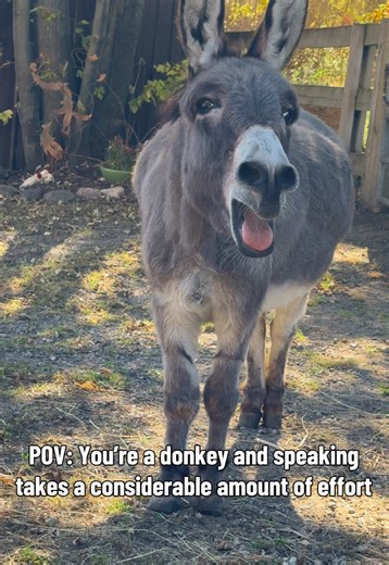 Anyone know why donkeys sound the way they do? #donkey #fyp #animals #animallover #farmlife
