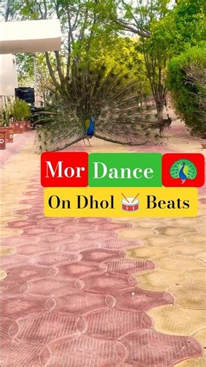 Mor dance on punjabi dhol 4 | @Shubtoonz #mor #birds #peacock #naniterimorni #peacockdance #shorts