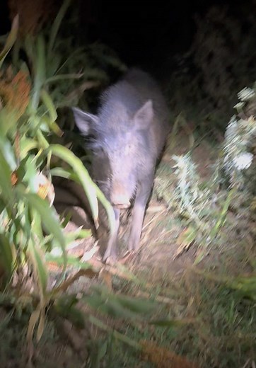 Pig Chasing Adventures in Australia: A Fun Experience