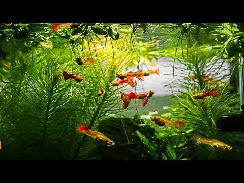 Guppy Aquarium