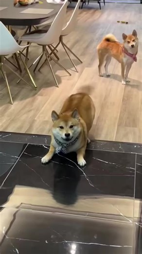 Inviting Your Dog to Play: Understanding Their Signals