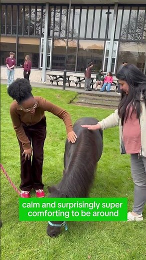 Mini Horse Therapy Sessions at the University of Stirling! 🐴
