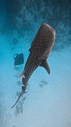 Memorable Wildlife Experiences in the Maldives