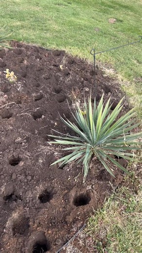 Start to finish…..17 minutes!( that was planting 500 bilbs not just this bed) Cant wait to see this in the Spring! 218 bulbs! I love this auger tool. Its a must have! $22.99 We have 4 left! 🌷💐 Now onto our other flower beds!!! 219-369-9413 | Perennials Galore Greenhouse