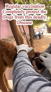 Most deadly disease (CDV) in dogs,diagnosis test /canine distemper