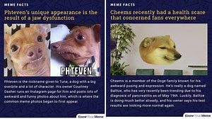 10 Of The Most Iconic Dog Memes And Their Stories