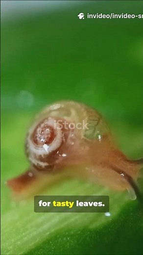 You Won't Believe How Cute Snails Really 2025
