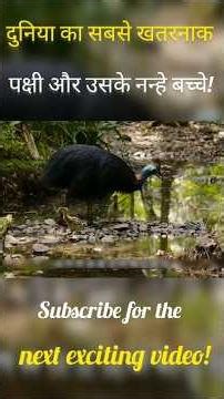 दुनिया का सबसे खतरनाक पक्षी और उसके नन्हे बच्चे! #facts