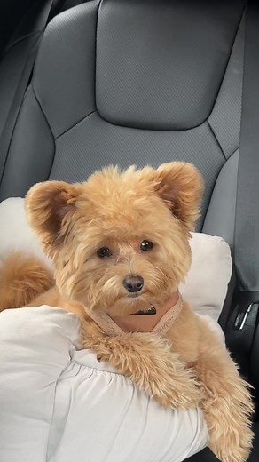 Pomapoo Puppy Grooming Tips for New Owners