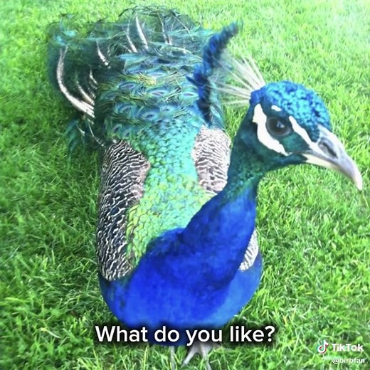 Adorable Barn Owl & Peacock Sounds 🦉