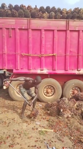 Palm kernel loading process inside truck #reelsviralシ #reelsfypシ | Lookman