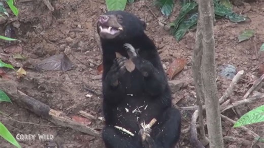 Visiting endangered sun bears at conservation center