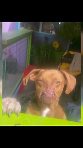 💚How do you think Newt feels about it…?😂💚i finally finished the doggie gazebo enclosure!😆🌲💚I love it, but I don’t think everybody does🤪💚🎉 #DontFenceMeIn • • • #NewtTheNoseless #poppythepitbullfrenchie #HomeImprovement #dogsofinstagram | Wonky Dogs Pack