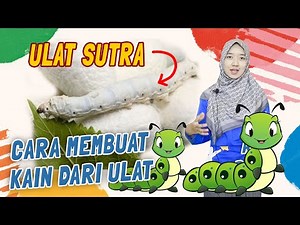 Proses Pembuatan Benang Sutra Dari ULAT
