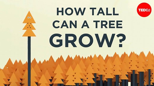 Reaching heights of over 100 meters, Californian sequoias tower over Earth’s other tree species. But even these behemoths seem to have their limits: no sequoia on record has been able to grow taller than 130 meters. So what exactly is stopping these trees from growing taller, forever? | TED-Ed