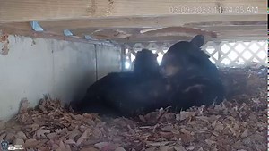 Looking for something to do to waste a few minutes (or hours)? The Pennsylvania Game Commission live black bear cam is very active right now. We've got to give it to this mother bear, she's much more tolerant of her kids crawling all over her while she tries to get some much needed sleep then we would be. Who knows how much longer they'll spend under this deck in Pike County, so be sure to check it out before it's too late.https://www.pgc.pa.gov/Wildlife/WildlifeSpecies/BlackBear/Pages/From-Unde