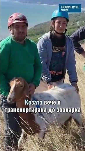 Спасиха бедстваща дива коза край Балчик #novinitenanova #балчик #море #коза #бедствие #помощ #диво