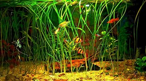 8.3K views · 125 reactions | It can be intimidating for beginners to learn how to grow fish tank plants. I've broken down my easiest tips on how to be successful the first time! Live aquatic plants don't have to be difficult. Get your aquarium setup with Live aquarium plants and never look back. | Aquarium Co-Op | Facebook