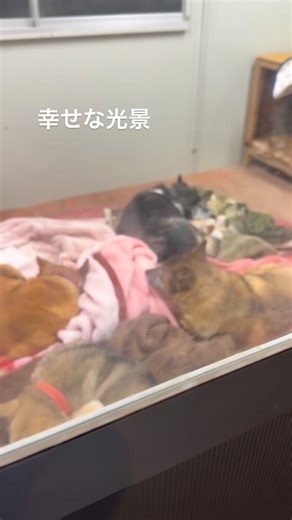 ⚘ NPO法人 ケダマの会 ⚘ on Instagram: "2026-01-19 昨夜の夜活の一コマ。 敷物のご支援、ありがとうございます。 幸せな光景☺️ こんな光景を見ると、この子たちはこのまま仲間たちとこうして過ごすのが幸せなのかも…と思ってしまいます。 いやいや、やっぱりキミたちだけのパパさんママさんがいたほうが、愛情を一身に受けることができる。 些細な体調の変化もしっかり見てもらえる。 ここに写っている４ぴきはみんなシニアっ子です。 もみじ 11歳 海老蔵(エビちゃん) 11歳 晴男 12歳 カンナさん 9歳 だから、やっぱりご家族が欲しいです。 で、ちょいとキミたち。 その真ん中に入れてくれないかな！ #ケダマの会 #保護犬を家族に #雑種犬 #里親募集中 #ケダマのもみじちゃん #ケダマの海老蔵くん #ケダマの晴男くん #ケダマのカンナちゃん #シニア犬 #山口県周南市"