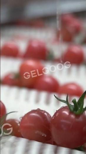 Industrial Cherry Tomato Washing Solution For Tomato Processing Business